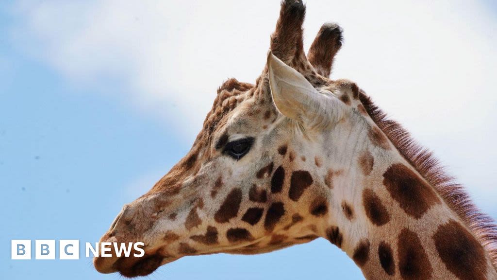 Longleat Safari Park giraffe dies aged 23