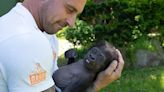 Este bebé gorila estuvo a punto de morir hasta que un cuidador del zoológico lo rescató. Ahora tiene una nueva madre adoptiva