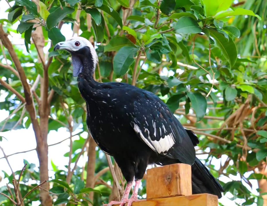 1 of 2 missing piping guans returned to Roger Williams Park Zoo
