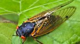 Humans or cicadas? Forest Preserve staff hilariously act out the 17-year cicada life cycle