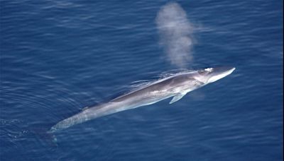 Japanese Commercial Whalers Can Now Hunt Fin Whales
