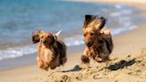 Las mejores playas para perros