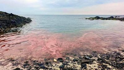 澎湖七美也出現「粉紅海」 珊瑚產卵美景再現