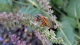 Billions of cicadas emerging in North Carolina to create rare noise this spring