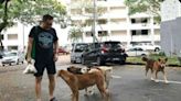 Rescuers, feeders forced to cut down on food for strays as prices soar in Malaysia