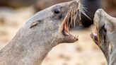 Urgent 'rabid seals' warning as tourists attacked on beaches in seaside city