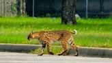 Bobcat found at Texas army base still on the loose