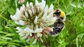 What Is a Bee Lawn? Plus How to Plant One