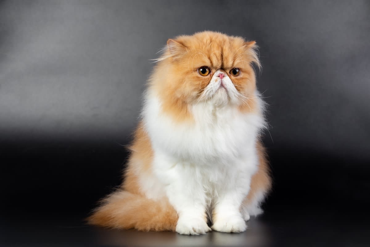 Charming Persian Kitten Enchants Cat Show Judge and Audience with Ultra-Fluffy Tail