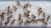 First positive test samples of West Nile virus found in Sacramento County mosquitoes