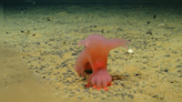 Scientists Discover and Photograph New Deep-Sea Species Called ‘Barbie Pigs’