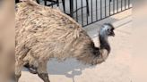 Dennis, Southern Colorado’s beloved Emu, reported missing