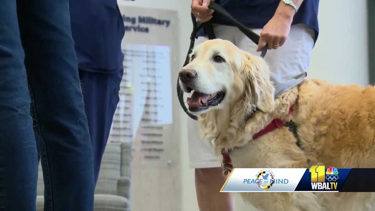 Carroll Hospital honors dog after 7 years of helping patients