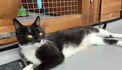 Meet nine cute cats with big personalities looking for loving new homes in Shropshire
