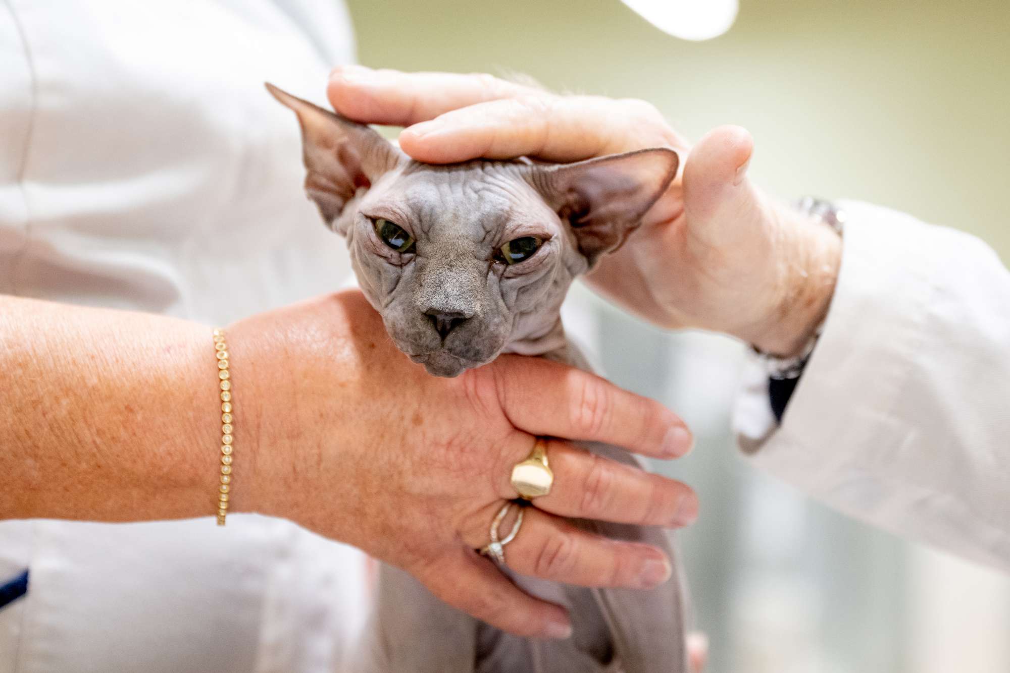 Sphynx Cats Have the Lowest Life Expectancy of Domestic Feline Breeds, Study Finds