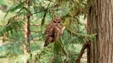 A Plan to Save One Kind of Owl Calls for Killing Another