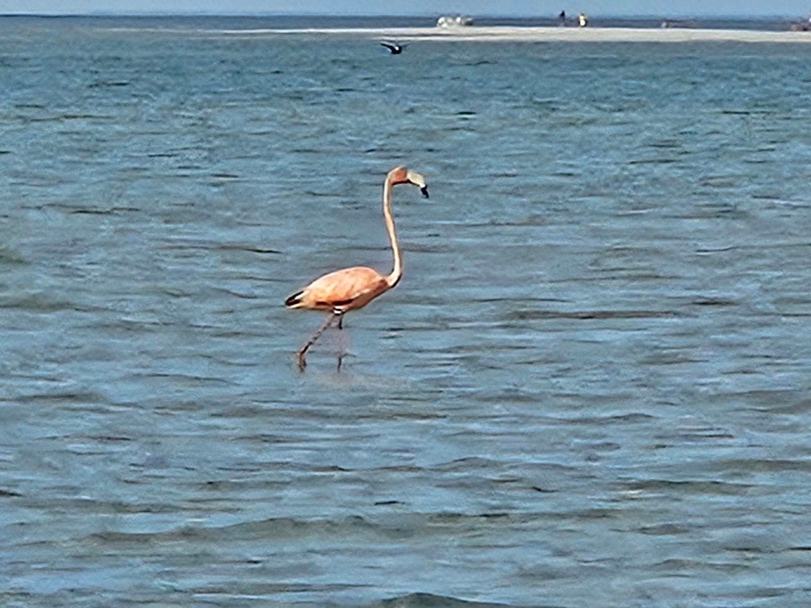 A flamingo on Cape Cod? Reported sighting in Dennis wows birders