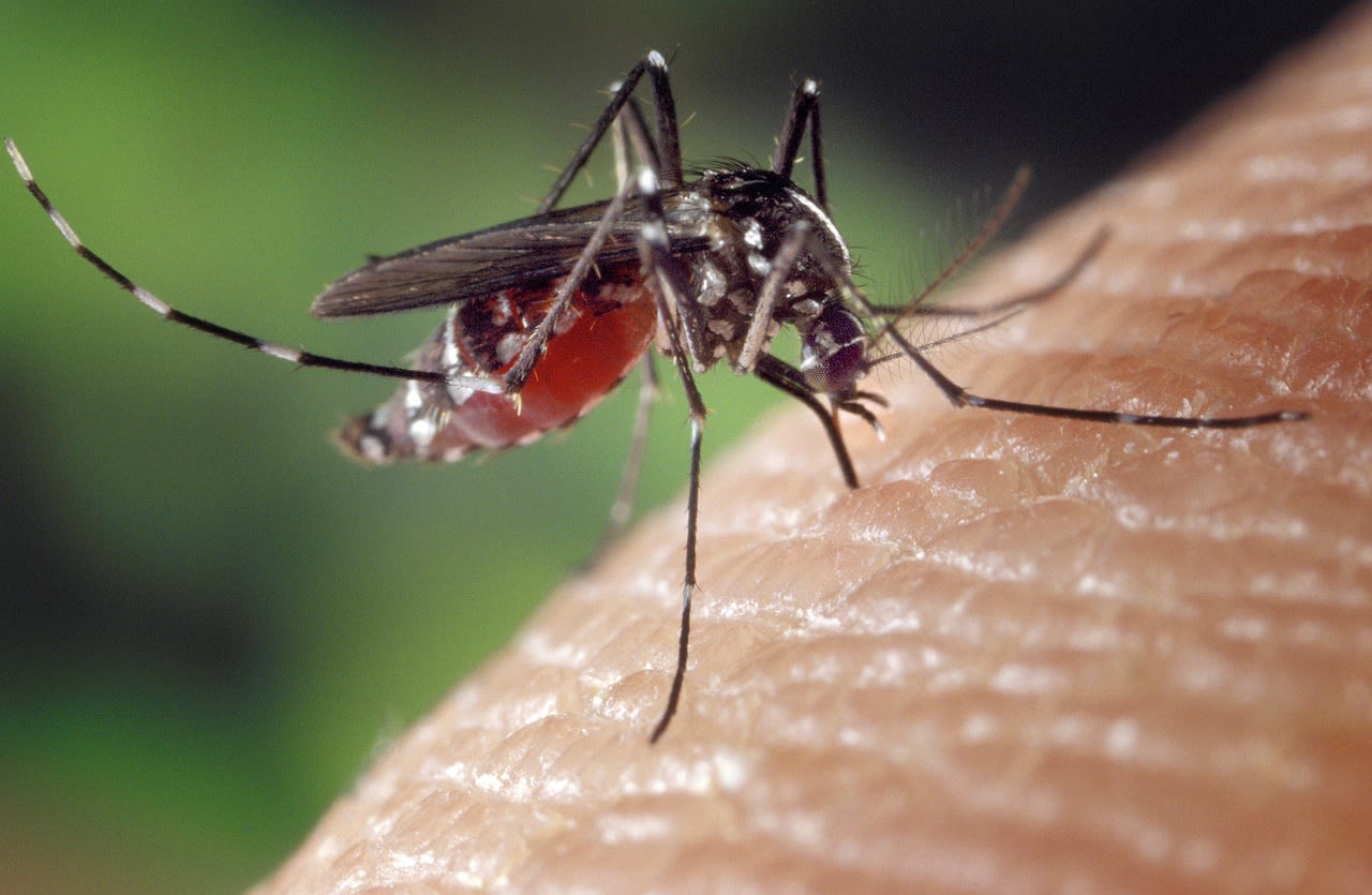 CDC officials warning about rising dengue fever cases in Georgia