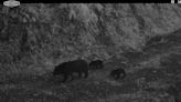 黑熊出沒熱點 利嘉林道紀錄熊媽媽遛雙寶珍貴畫面