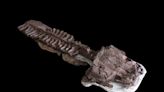 Describen una salamandra gigantesca de la era glacial anterior a los dinosaurios