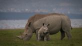 San Diego Zoo Gives Irresistible Close-up of Their New Baby Rhino