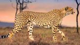 Man Among Cheetahs Streaming: Watch & Stream Online via Disney Plus