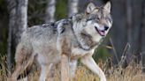 As Colorado Reintroduces Wolves To The Wild, Here Are 4 Potential Outcomes