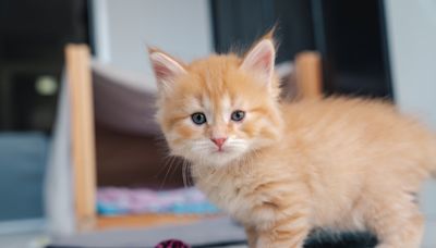 WWE Legend Steve Austin Adopts Ginger Kitten & Gives Them Most Meaningful Name
