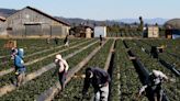 ‘Farm Watch’ used to bust agricultural theft crew in Southern California