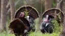 ‘The Gobbler Party’ Is One of Charlie Elliott’s Best Turkey Hunts, from the Archives