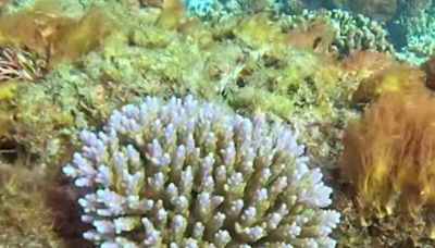 墾丁珊瑚白化還有救！學者：減少人為破壞仍可恢復健康