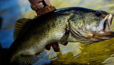 Bass moving off beds: DNR Weekly Fishing Report (6/20/24)