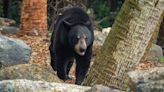 Fish and Game Council moves forward on NJ bear hunt plan despite some opposition