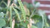 How to Plant and Grow Black-Eyed Peas