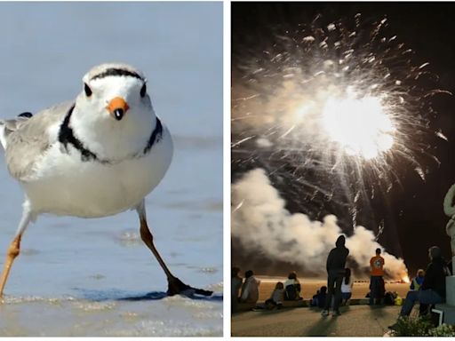 Hampton Beach Memorial Day fireworks canceled due to piping plovers