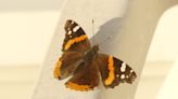 More than monarchs: Red admirals appear in Rochester with spring