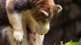 An endangered tree kangaroo has been born at the Bronx Zoo