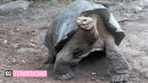 En el Día de la Tortuga, te invitamos a conocer más sobre la tortuga de Galápagos