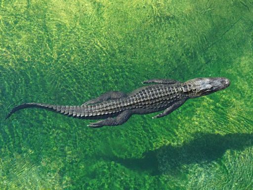 Égypte antique : la vérité derrière le culte des crocodiles sacrés