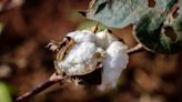 Cotton Made in Africa Launches Satellite Surveillance