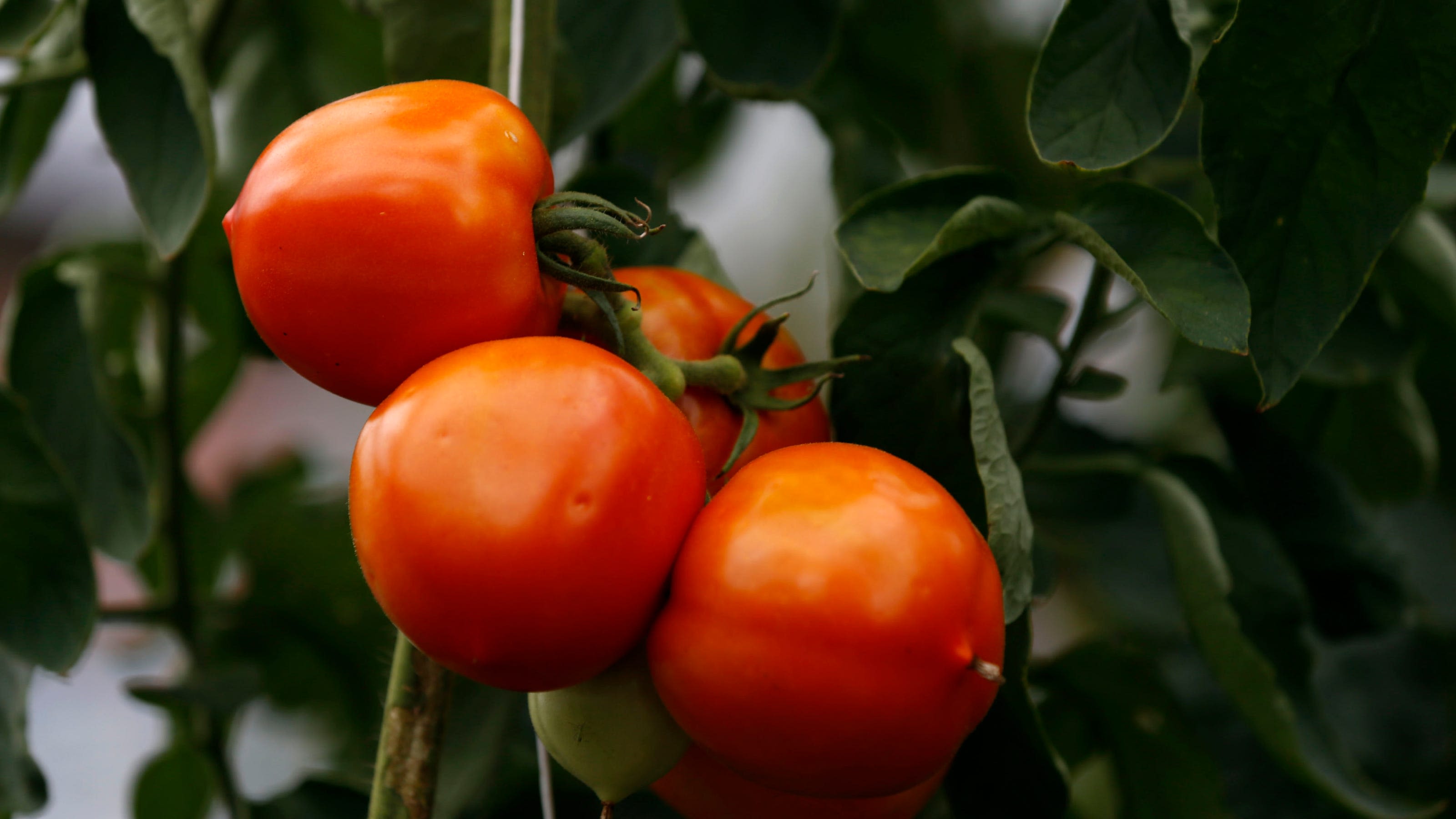 Ask the Master Gardener: Curious about companion planting? Plus tips for tomatoes, peppers