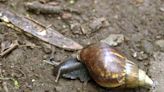 Giant African land snail sighting prompts quarantine in Florida county