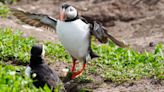 Farne Islands 'clear of flu but bird numbers fall'