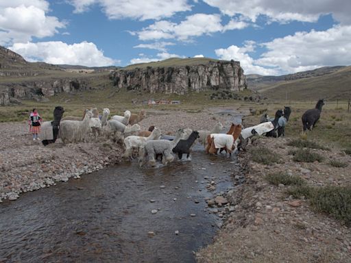 La resistencia de las mujeres que siembran agua (y hacen de Perú el mayor productor de fibra de alpaca del mundo)