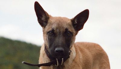 Belgian Malinois Dog Trained in Ireland Takes His Skills to Namibia to Stop Poachers (Exclusive)