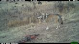 Authorities investigate the killing of a captive-born Mexican gray wolf in New Mexico