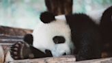 Chinese zoo’s ‘pandas’ draw ridicule: ‘Don’t dye the dogs’