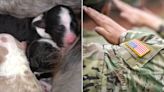 Arizona dog gives birth on Memorial Day, pups will be gifted to veterans for support