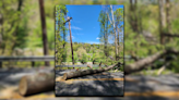 Tree blocks part of a road in Summers County