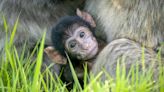 Second Barbary macaque born at Scottish safari park